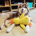 Stomping Duck Toy | Durable & Fun Dog Chew